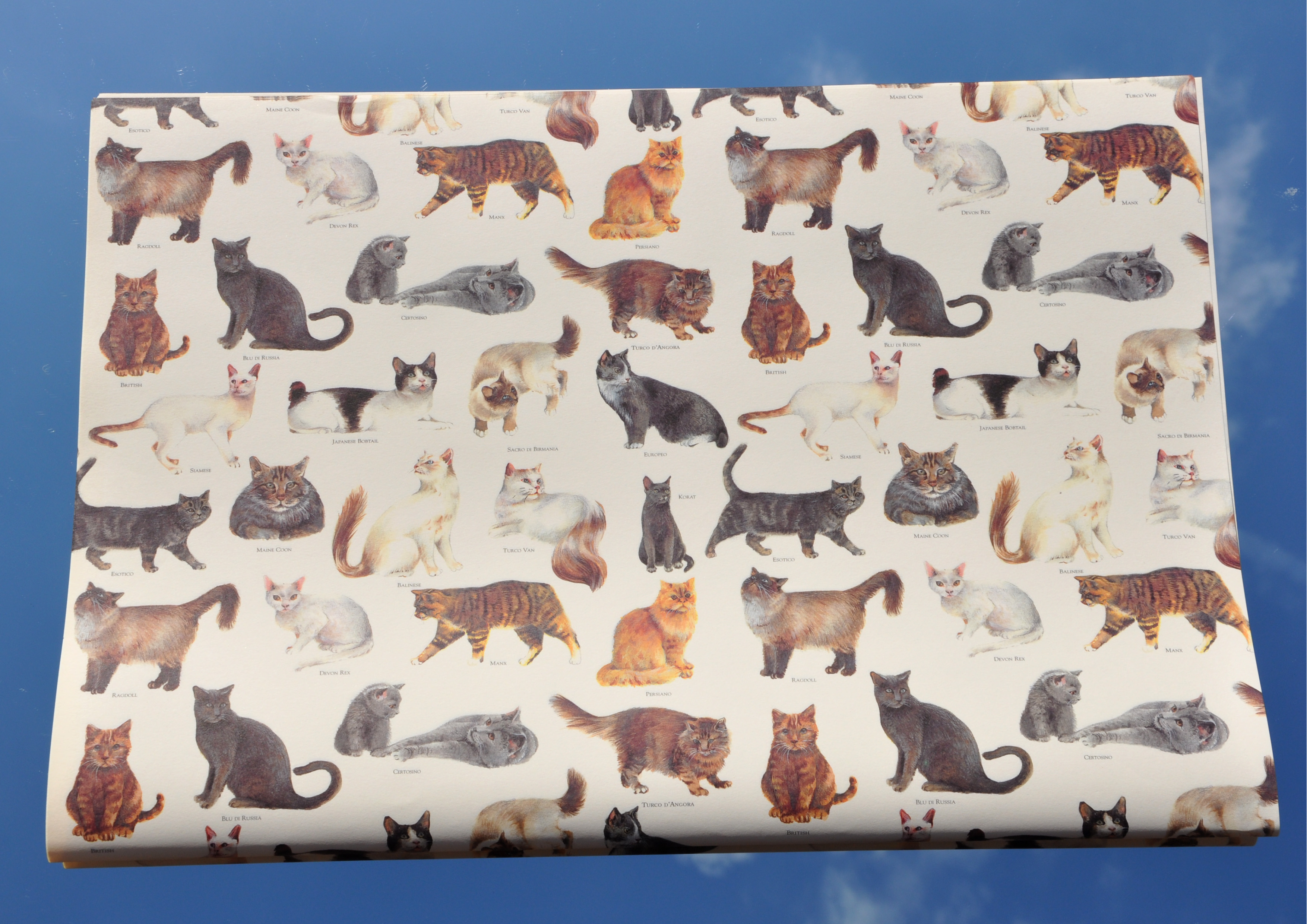 Katzen / Katzenrassen - Geschenkpapier  