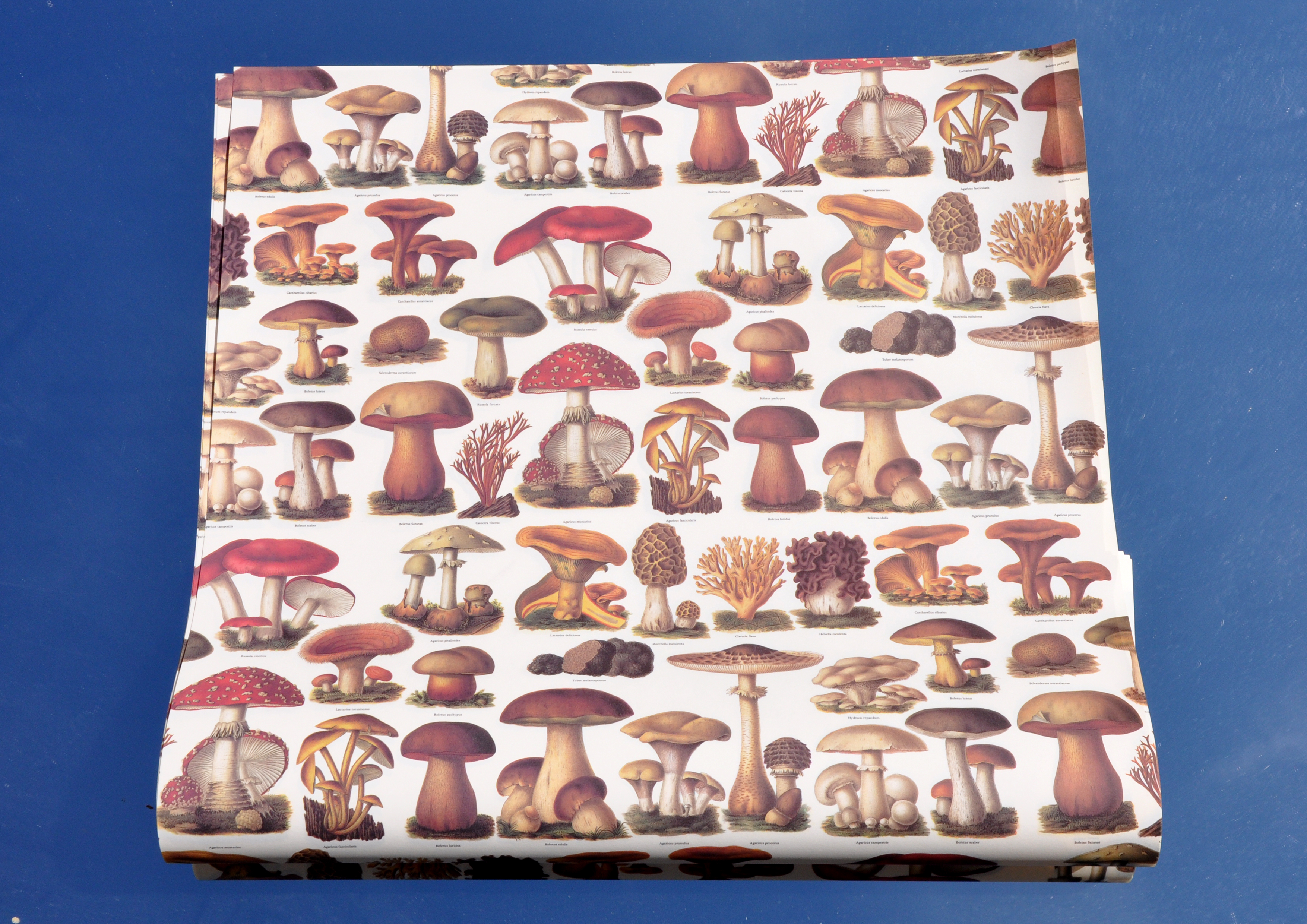 Pilze - Geschenkpapier
