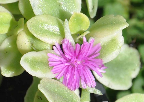 Aptenia Cordifolia Variegata - Blütenfarbe LILA - panaschierte Blätter